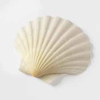 1 Par 10~14 cm Naravnih Pokrovača Lupina, Belo Kokosovo Dom Dekoracija Poroka Lupine Seashell Dekor Akvarij Vzorcu S0M2